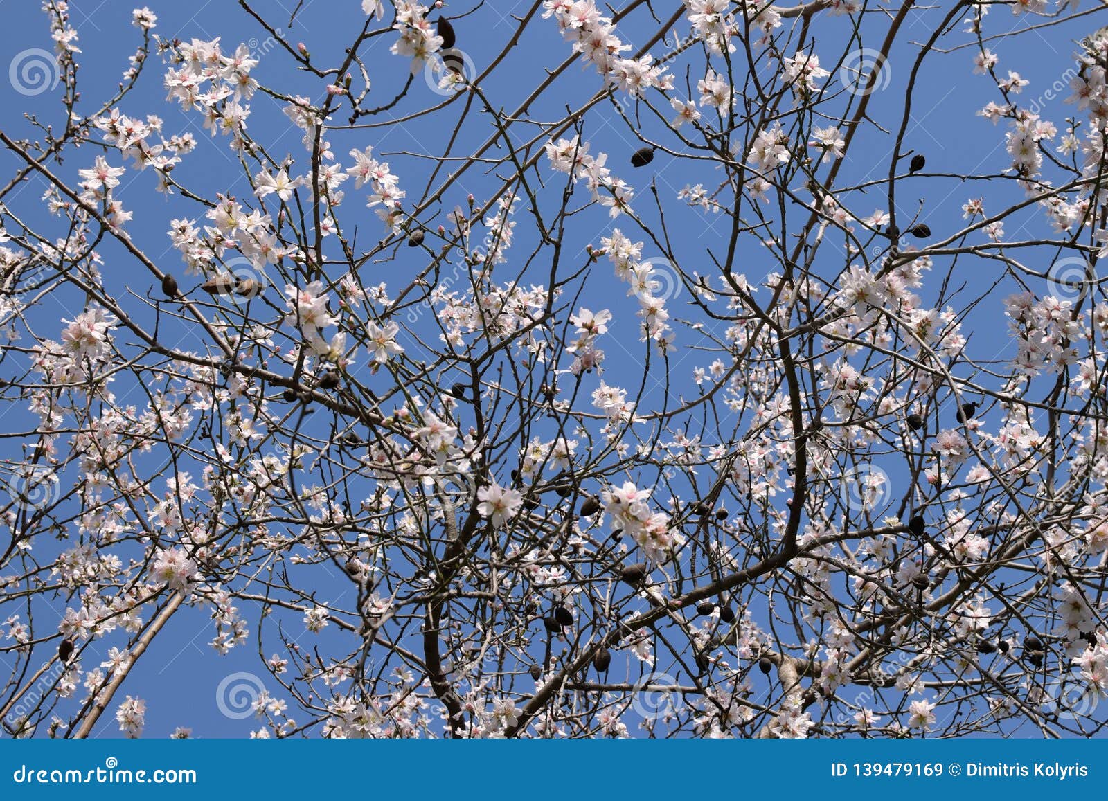 almond tree with flowers february