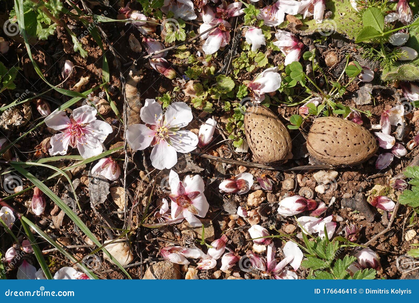 Almond Tree Flowers and Seeds on the Ground Stock Image Image of