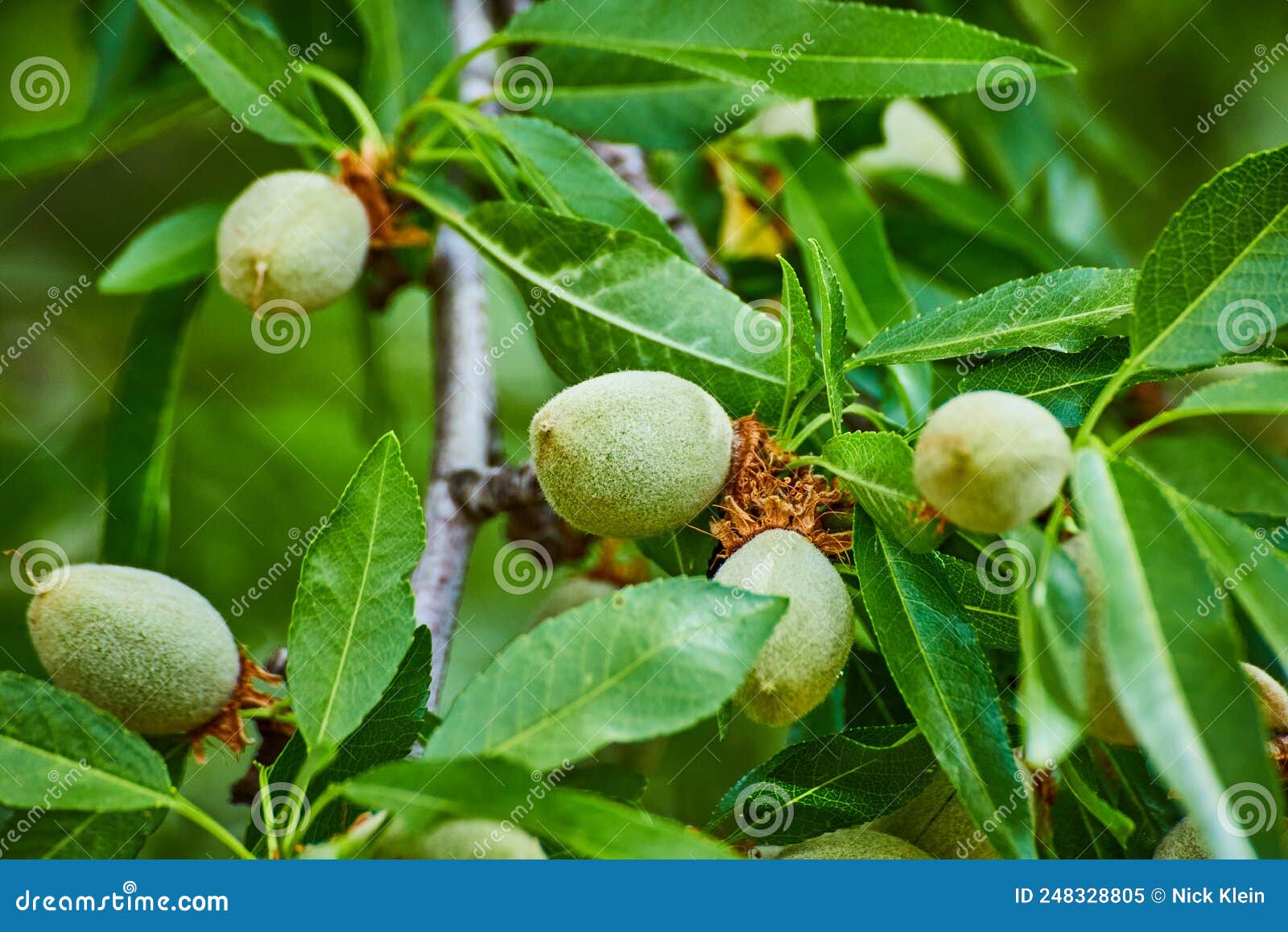 Almond Tree Fruits Growing in Spring Stock Image Image of farm, brown