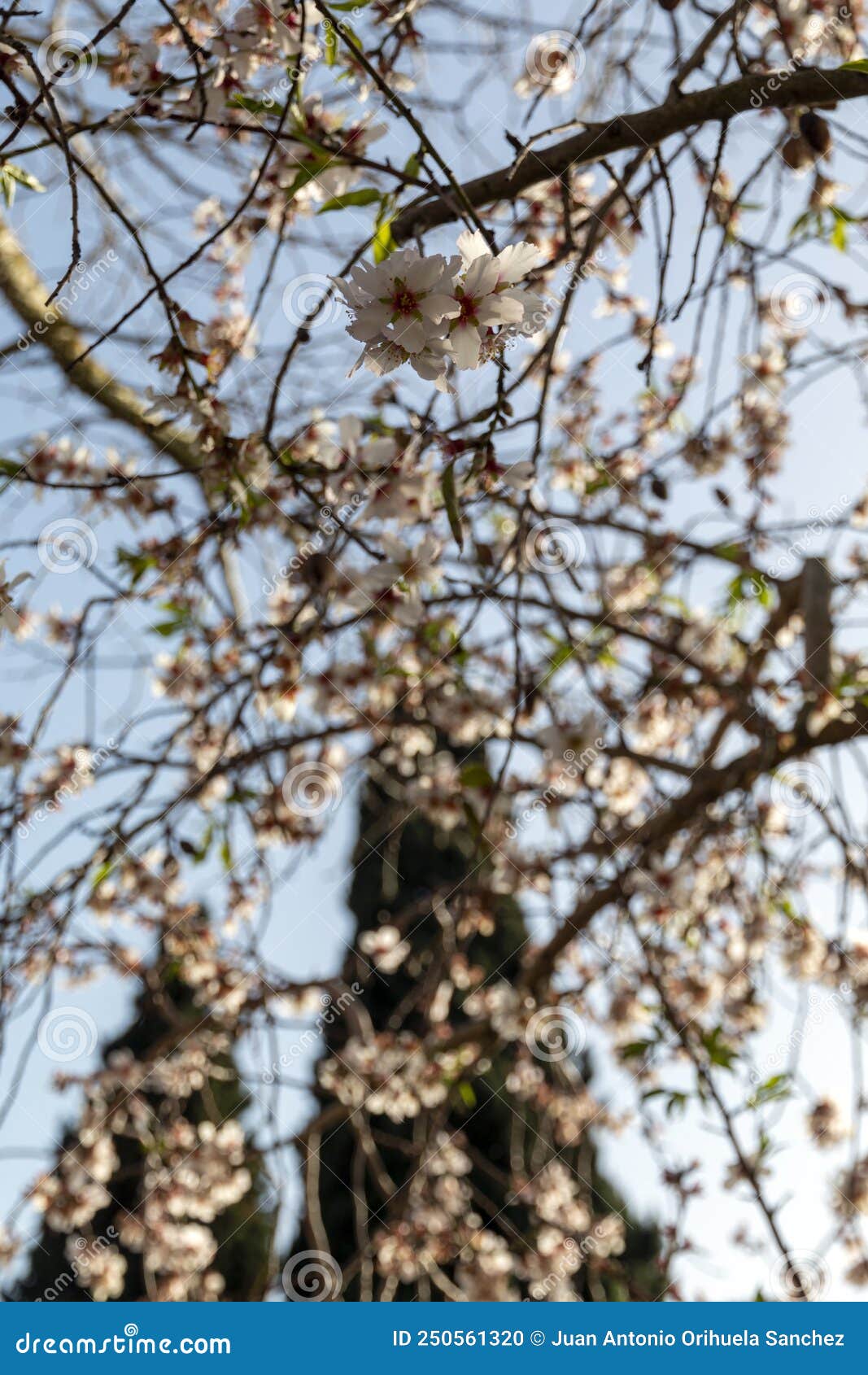 Almond Tree Full of White Flowers Stock Photo Image of flowers