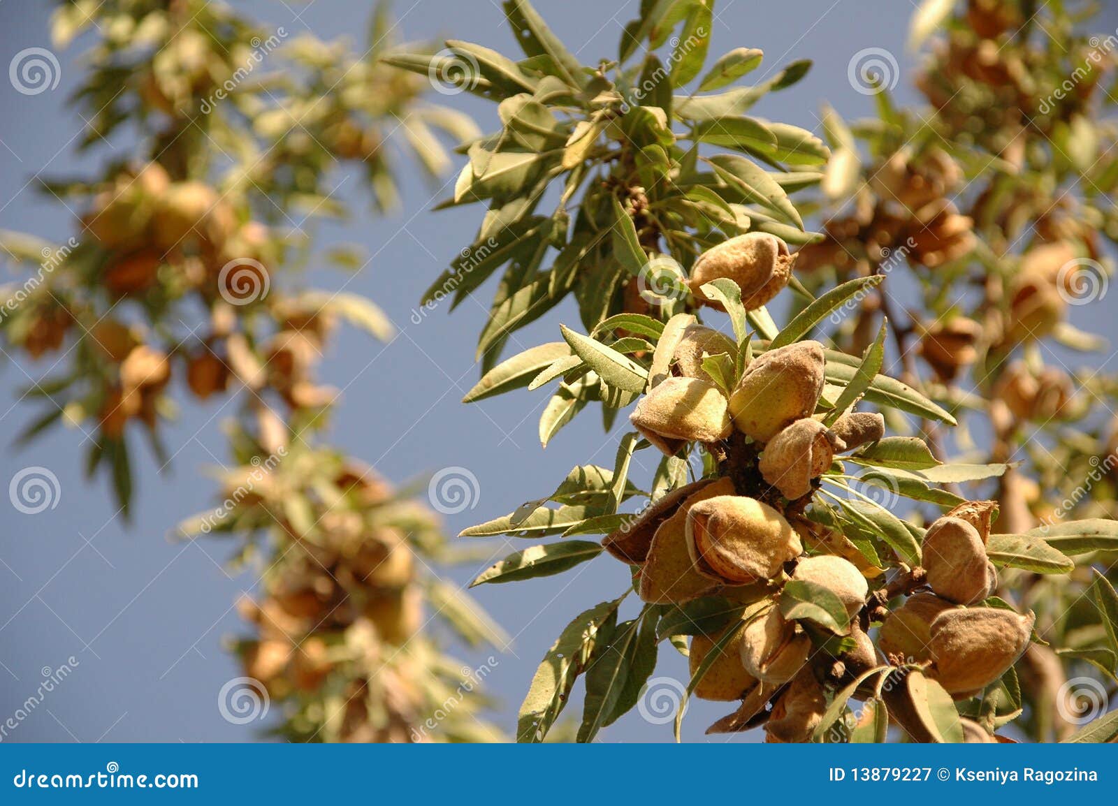 Almond Tree at the Harvest Time Stock Image Image of nature