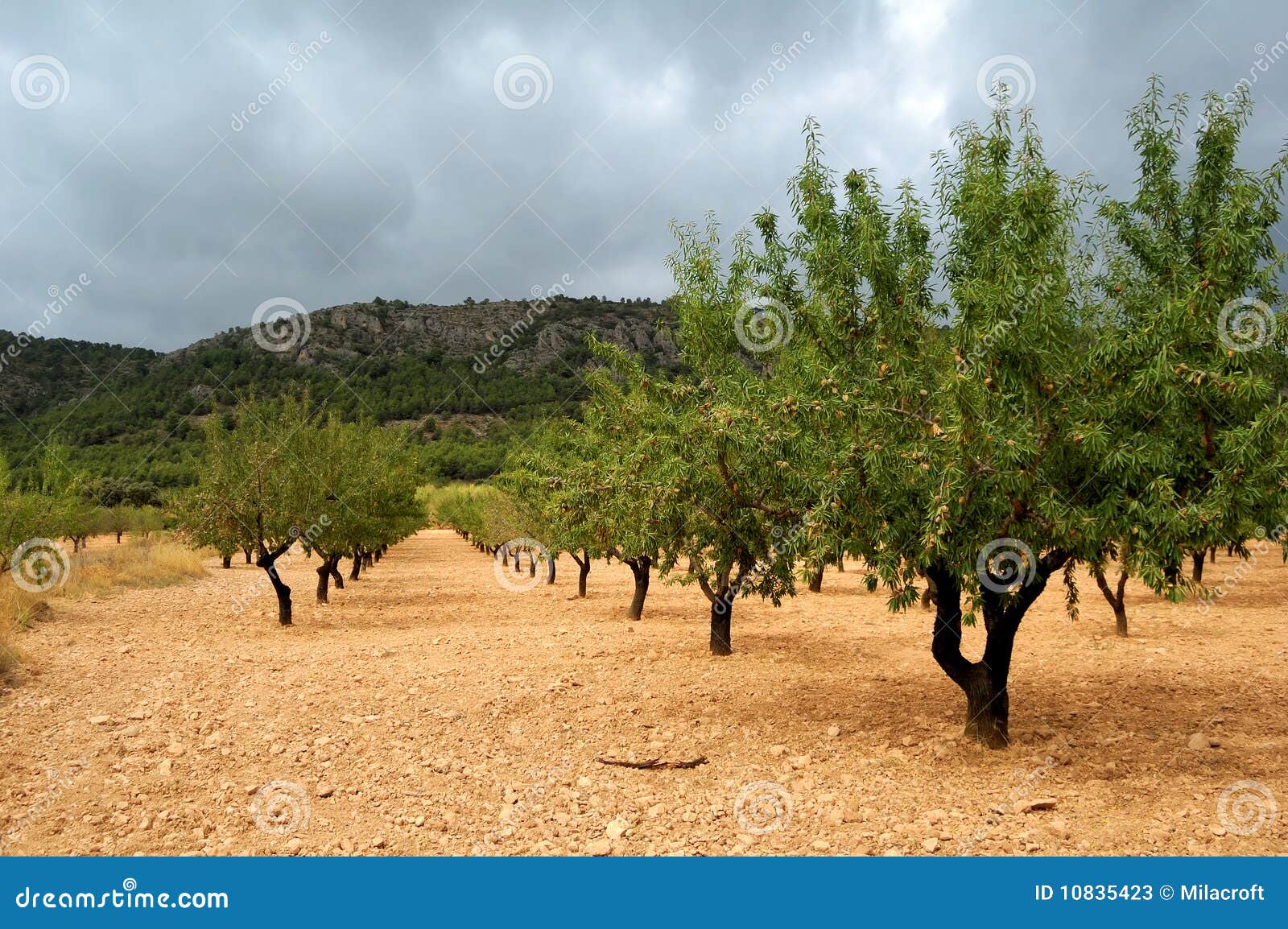 Almond Tree with Ripe Fruits Stock Image Image of almond, flora 10835423