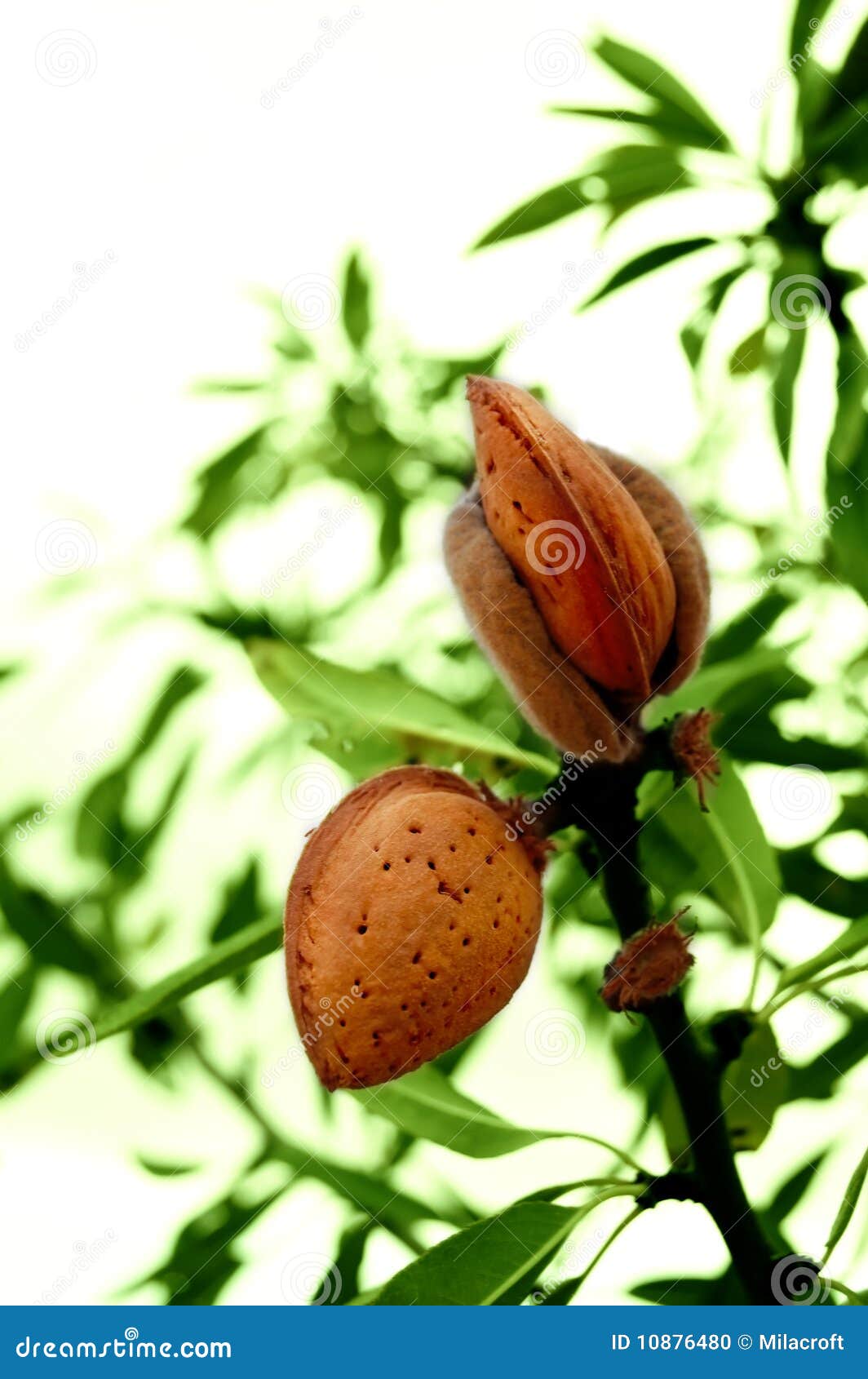 Almond Tree With Ripe Fruits Stock Photo Image of grow