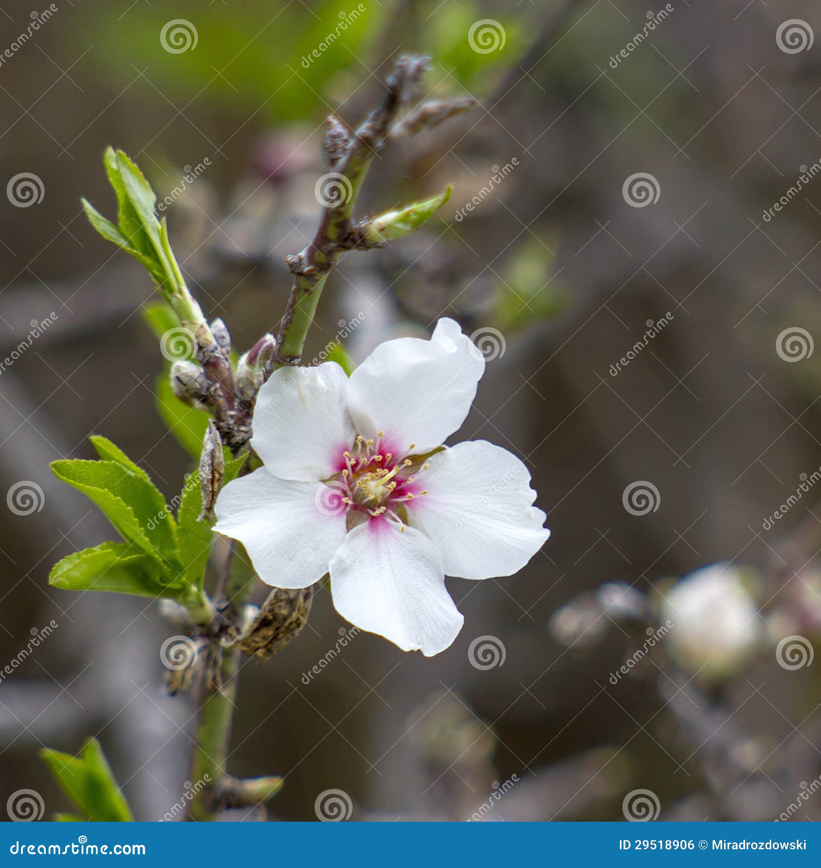 Almond Tree with White Flower Stock Photo Image of fruit, spring