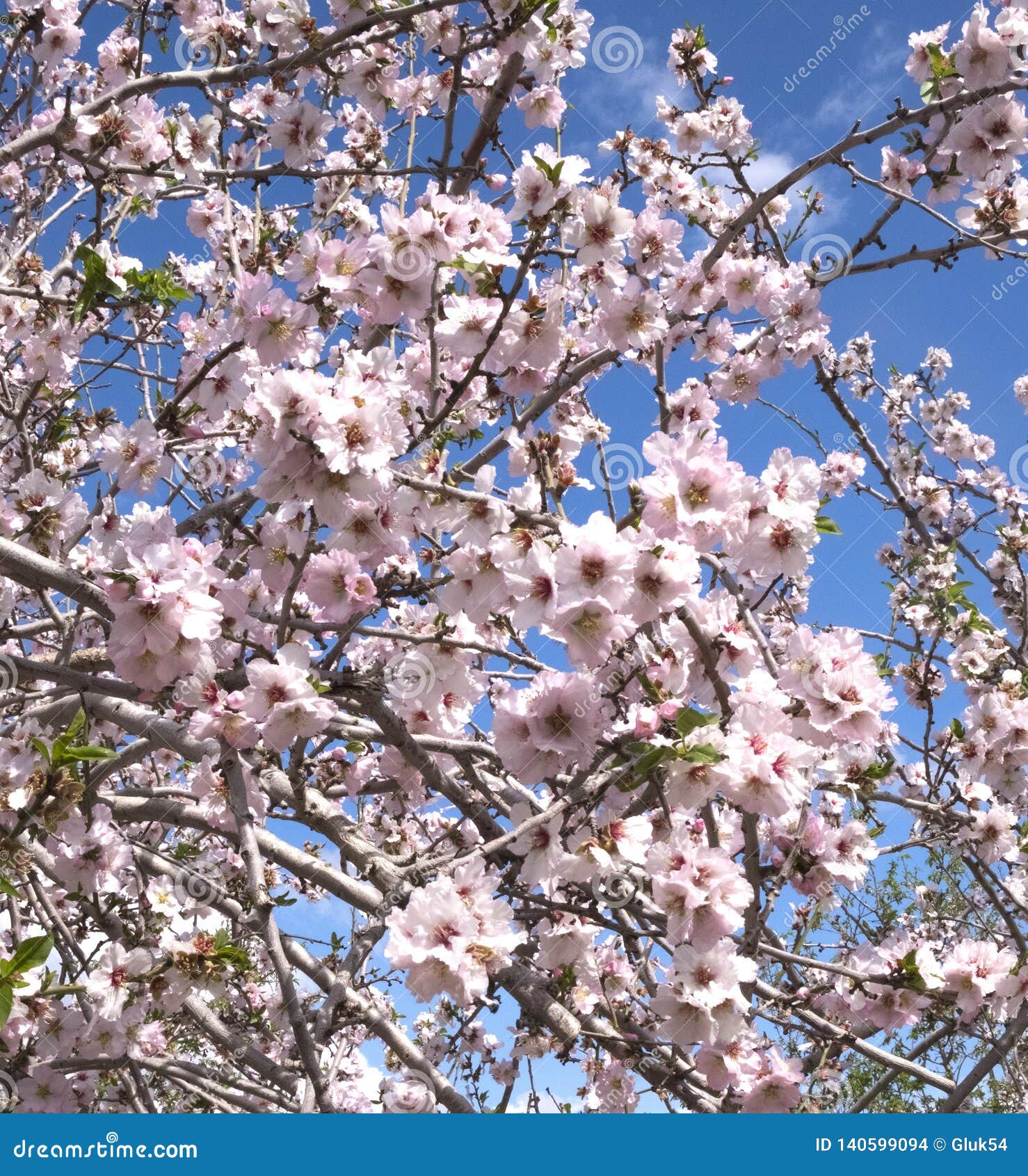 Albums 104+ Images when do almond trees bloom in israel Excellent