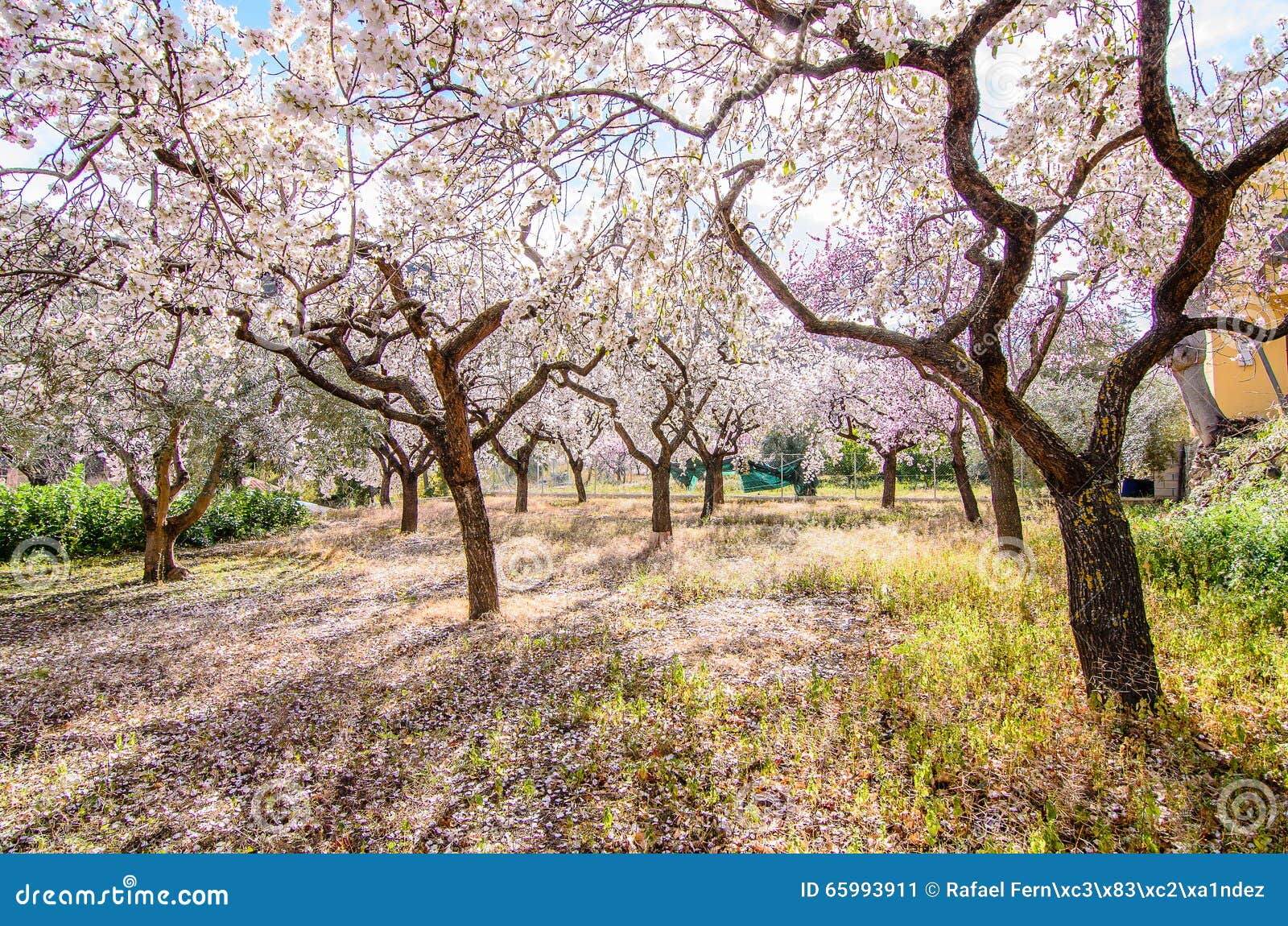Almond trees stock image. Image of agriculture, tree 65993911