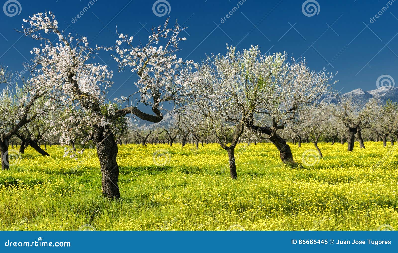 Almond trees stock image. Image of white, garden, agriculture 86686445