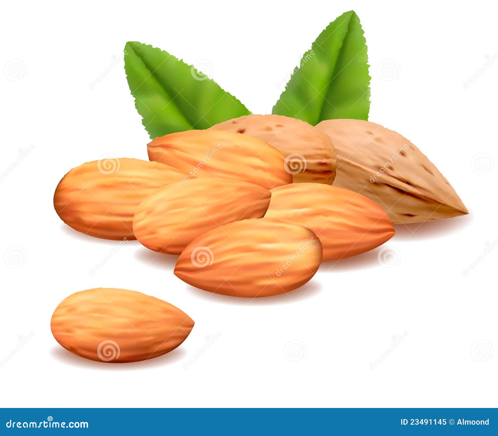 Almond.Vector | CartoonDealer.com #23491145