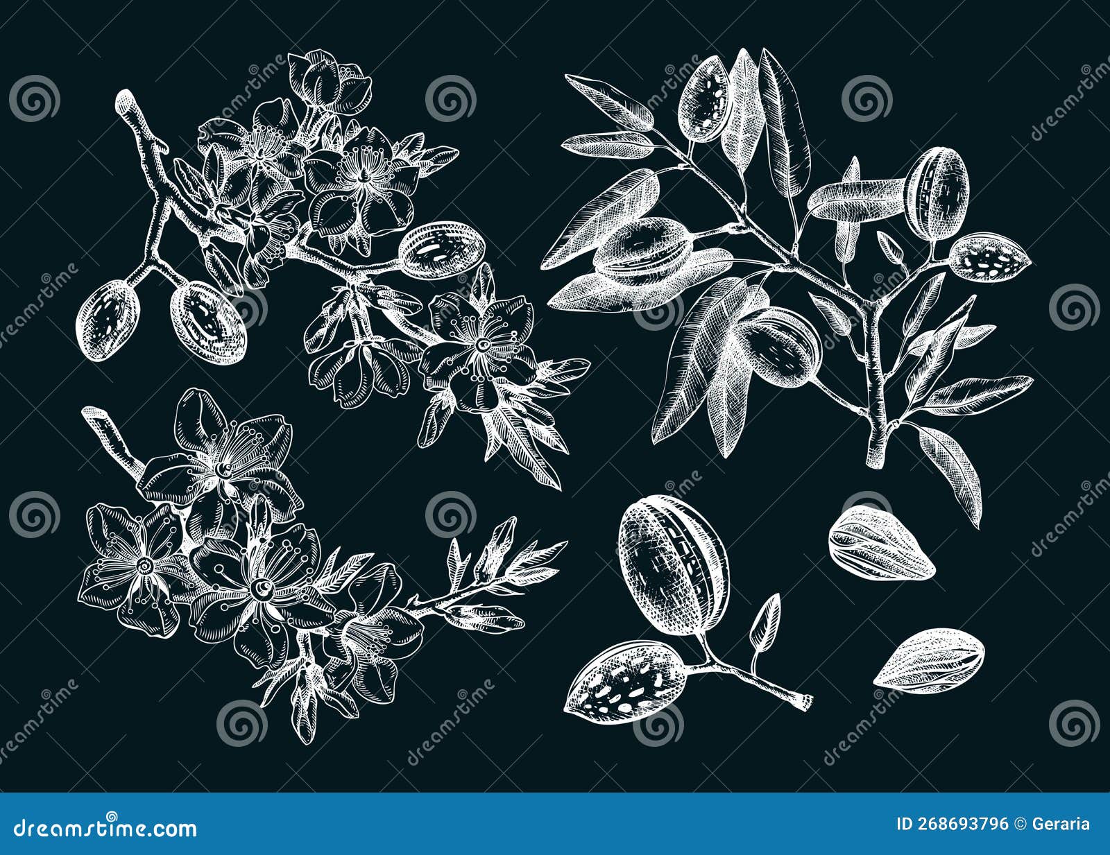 Almond Vector Set on Chalkboard. Botanical Spring Illustrations