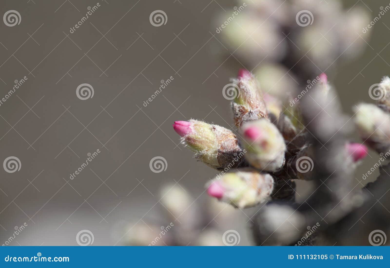 Almonds buds backgound stock image. Image of petals 111132105