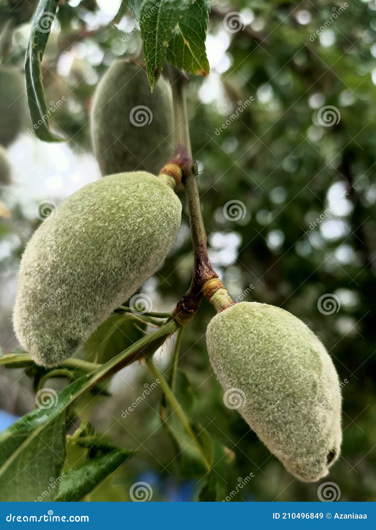 Almonds Fruit at the Branch of a Tree Stock Image Image of shrub