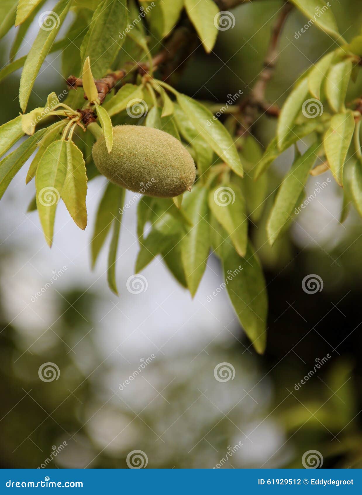 Almonds In Shell Stock Photo Image Of Garden Harvest 61929512