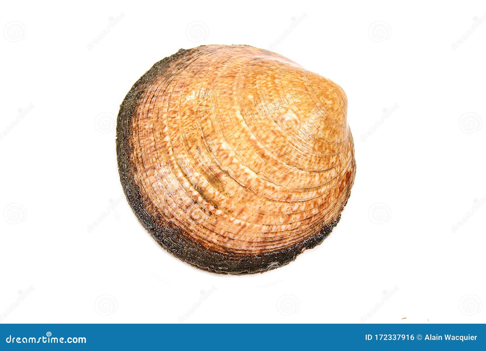 Almonds Cooked on a White Background Stock Photo Image of delicacy