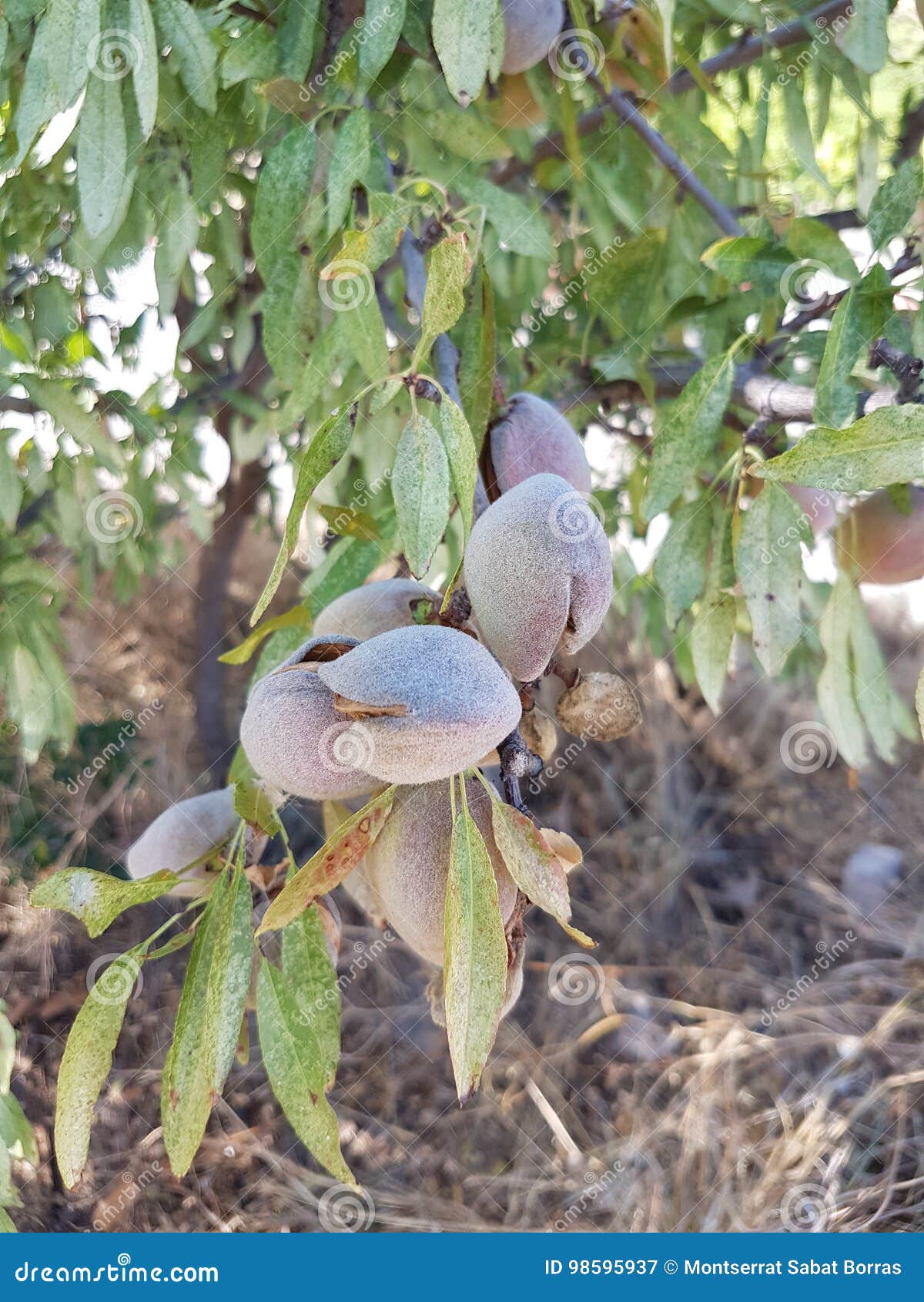 Almonds in the tree stock image. Image of cuisine, pick 98595937