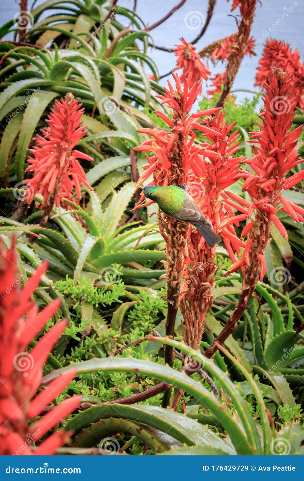 Aloe Ferox Flowers with Sunbirds Feeding on the Flowers,ÂÂÂ Cape ...