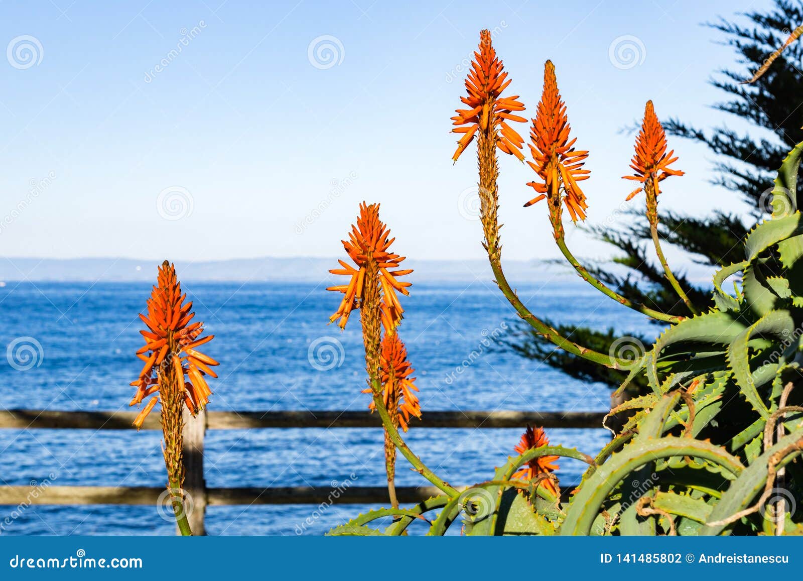 Aloe Flowers On The Pacific Ocean Shoreline Pacific Grove Monterey
