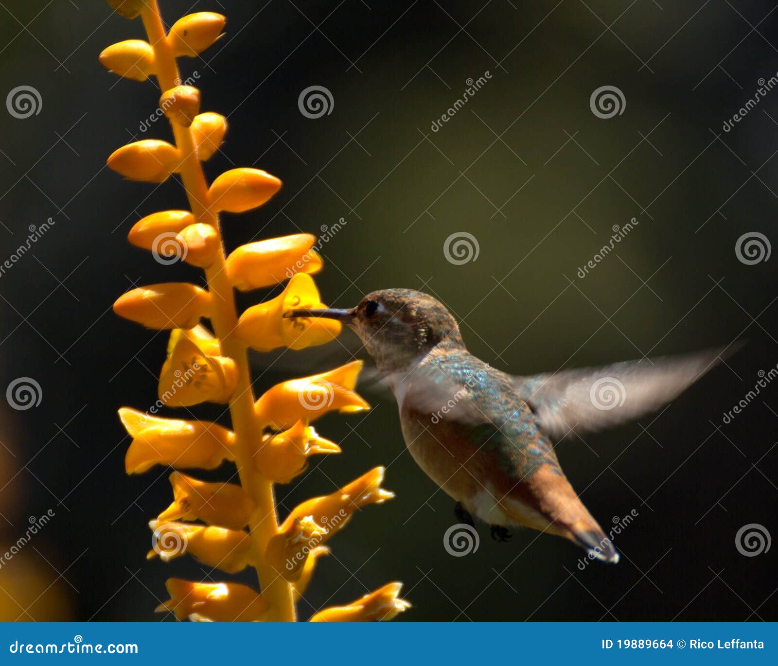 Aloe hummingbird stock photo. Image of aloe, succulent 19889664