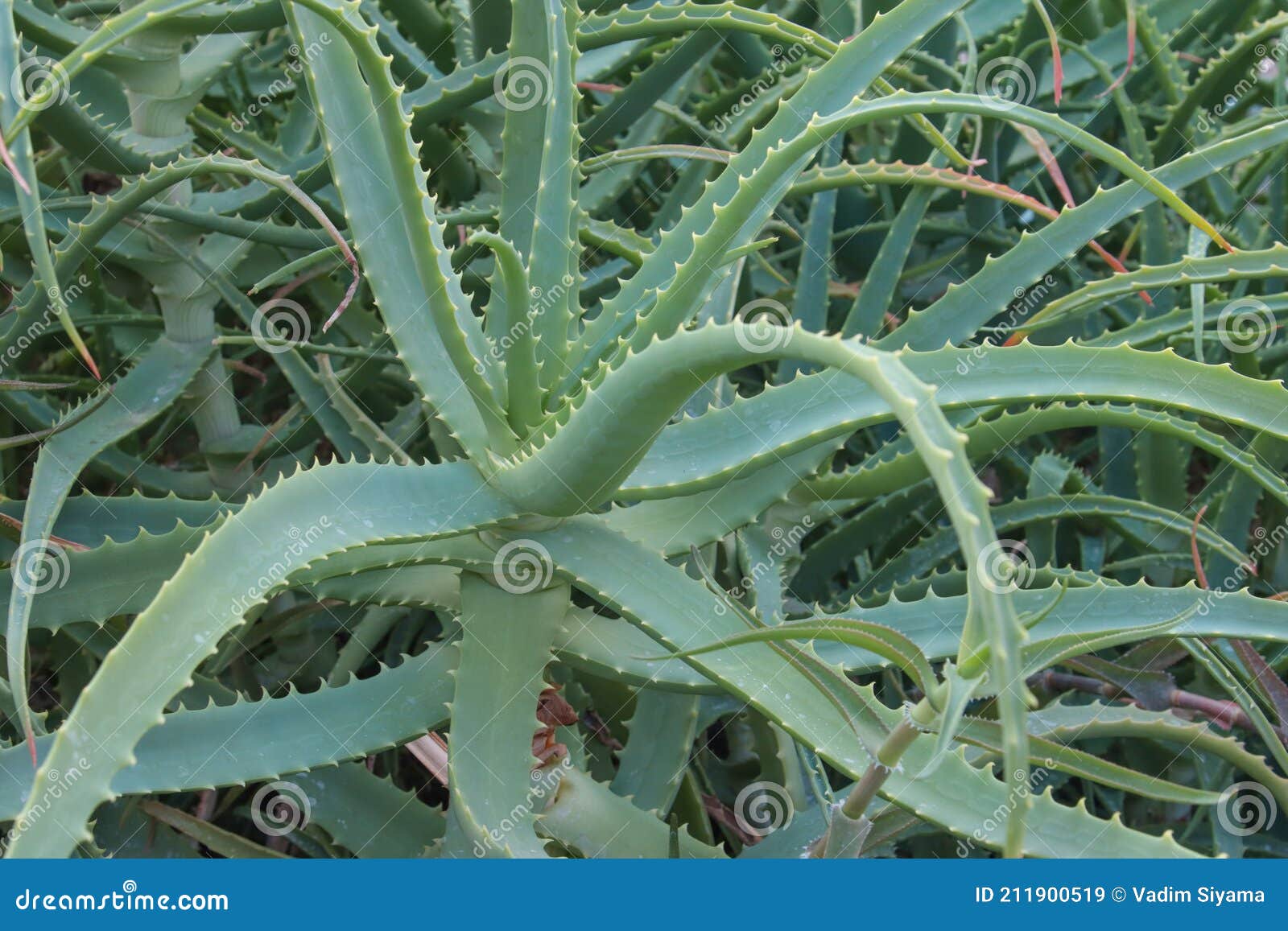Aloe Plant Used for Medicinal Purposes Stock Image Image of prickly