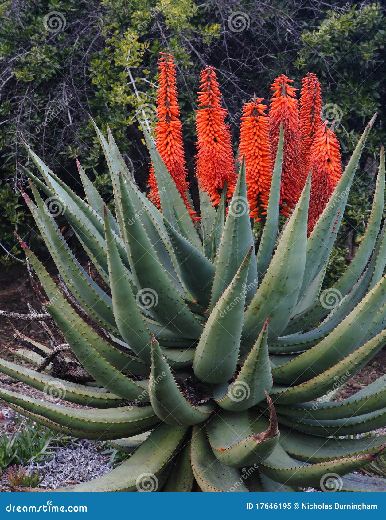 Aloe Succotrina Orange Blumen Auf Aloe Vera Stockbild Bild von