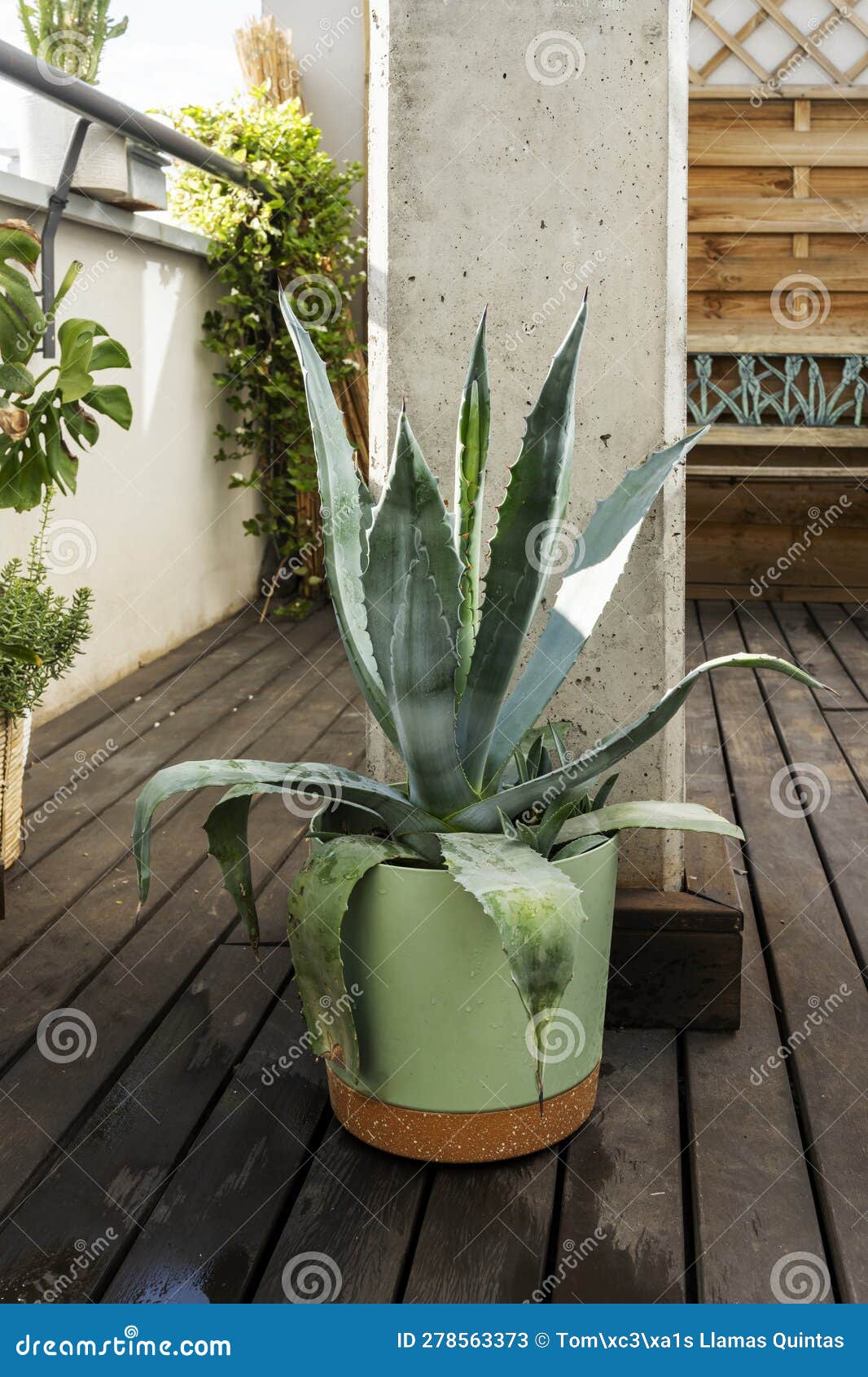 aloe is a succulent species in the asphodelaceae family. with some five hundred species