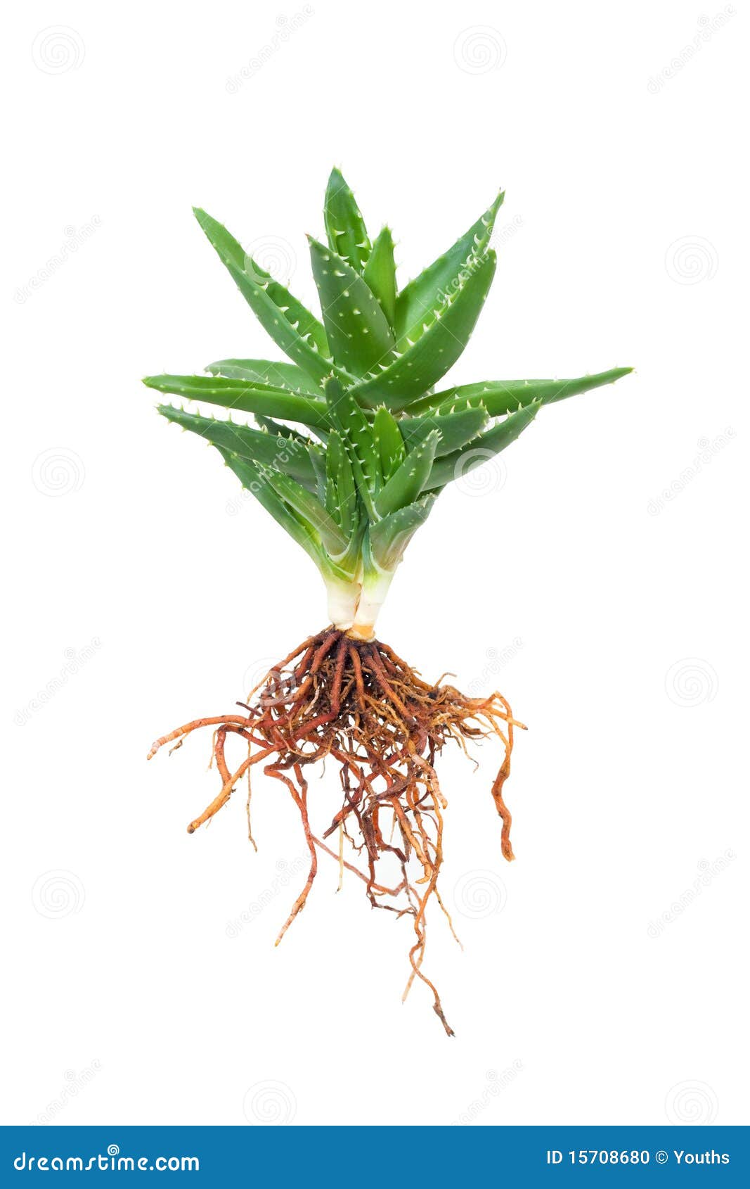 Aloe Vera Stock Photo  Image: 15708680