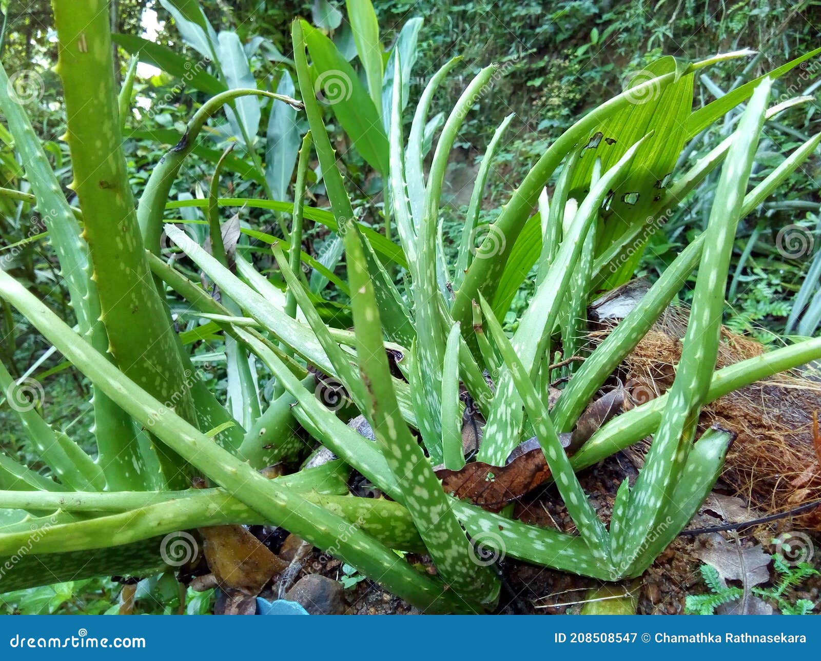 Aloe Vera Aloe Barbadensis Miller Plants Close Look Stock Image Image Of Cultivated Tubular