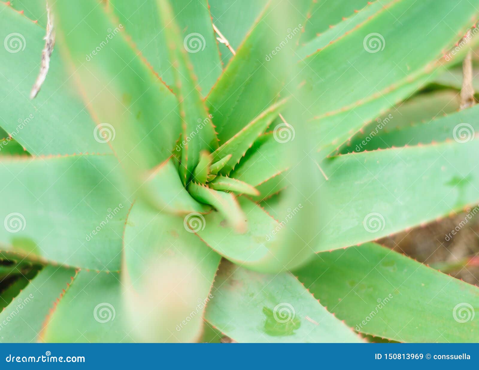 Aloe Wild Growing Plant Close View Green Background Stock Image
