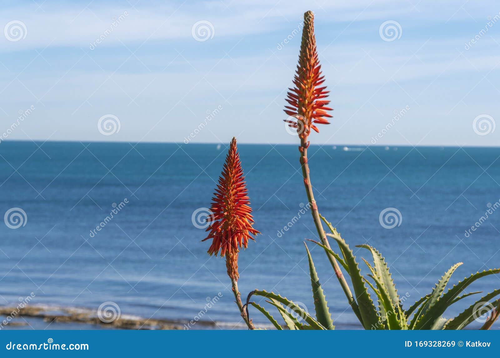 Aloe Vera Bloom Stock Image Image Of Juice Fresh Blossom 169328269