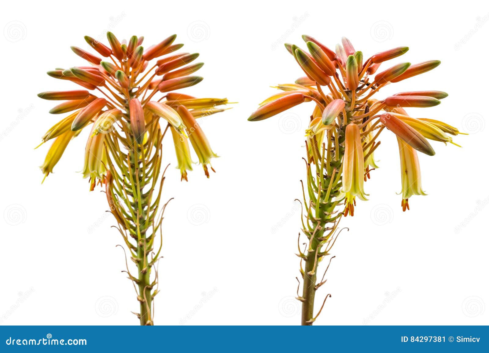 Aloe Vera Bloom Stock Image Image Of Medicine Beauty 84297381