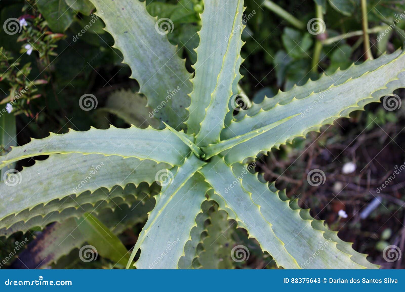 aloe vera