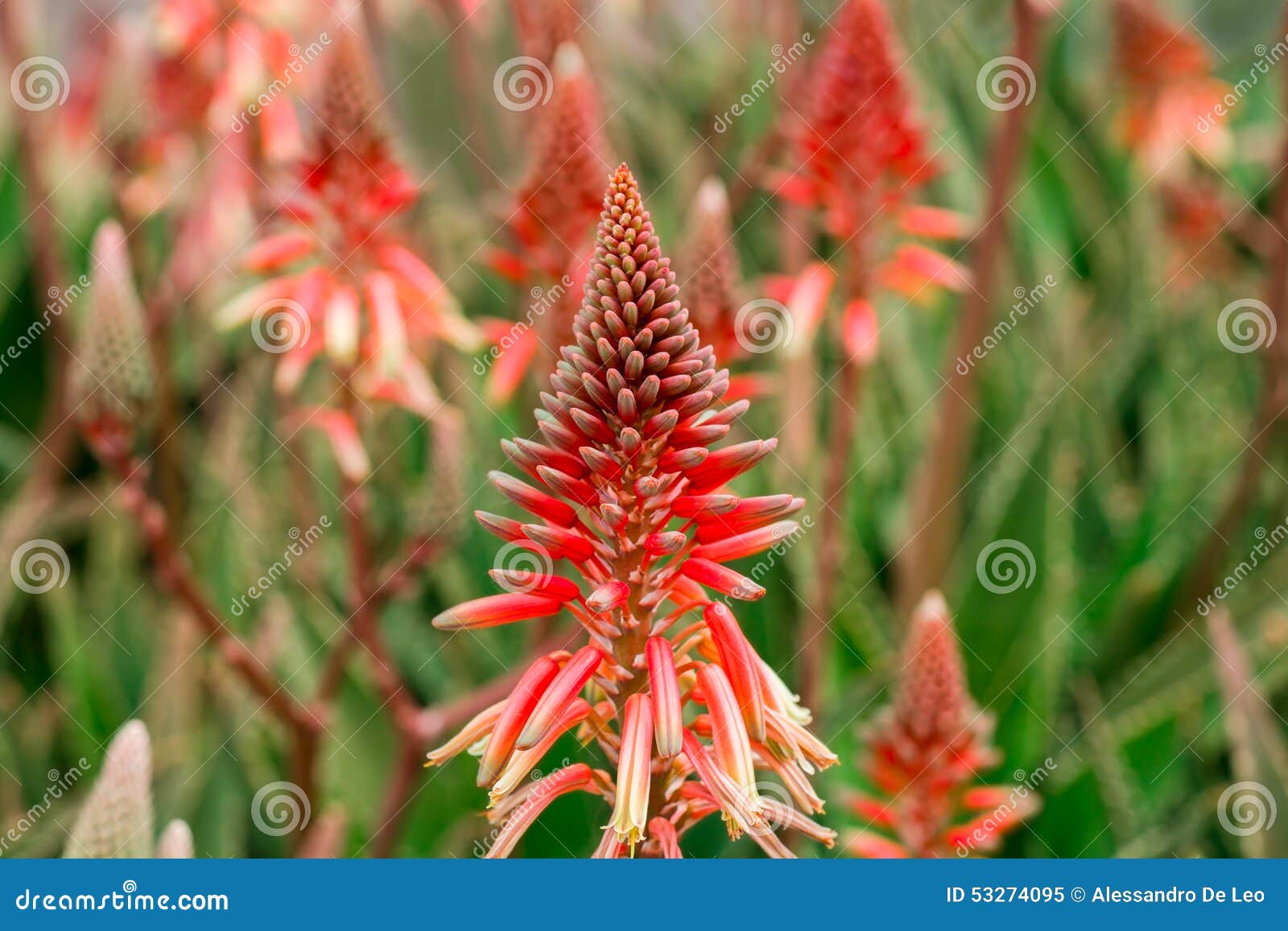 Aloe Vera Blumen stockbild. Bild von nave, fokus, blätter 53274095