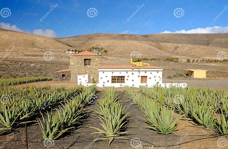 visit aloe vera farm fuerteventura