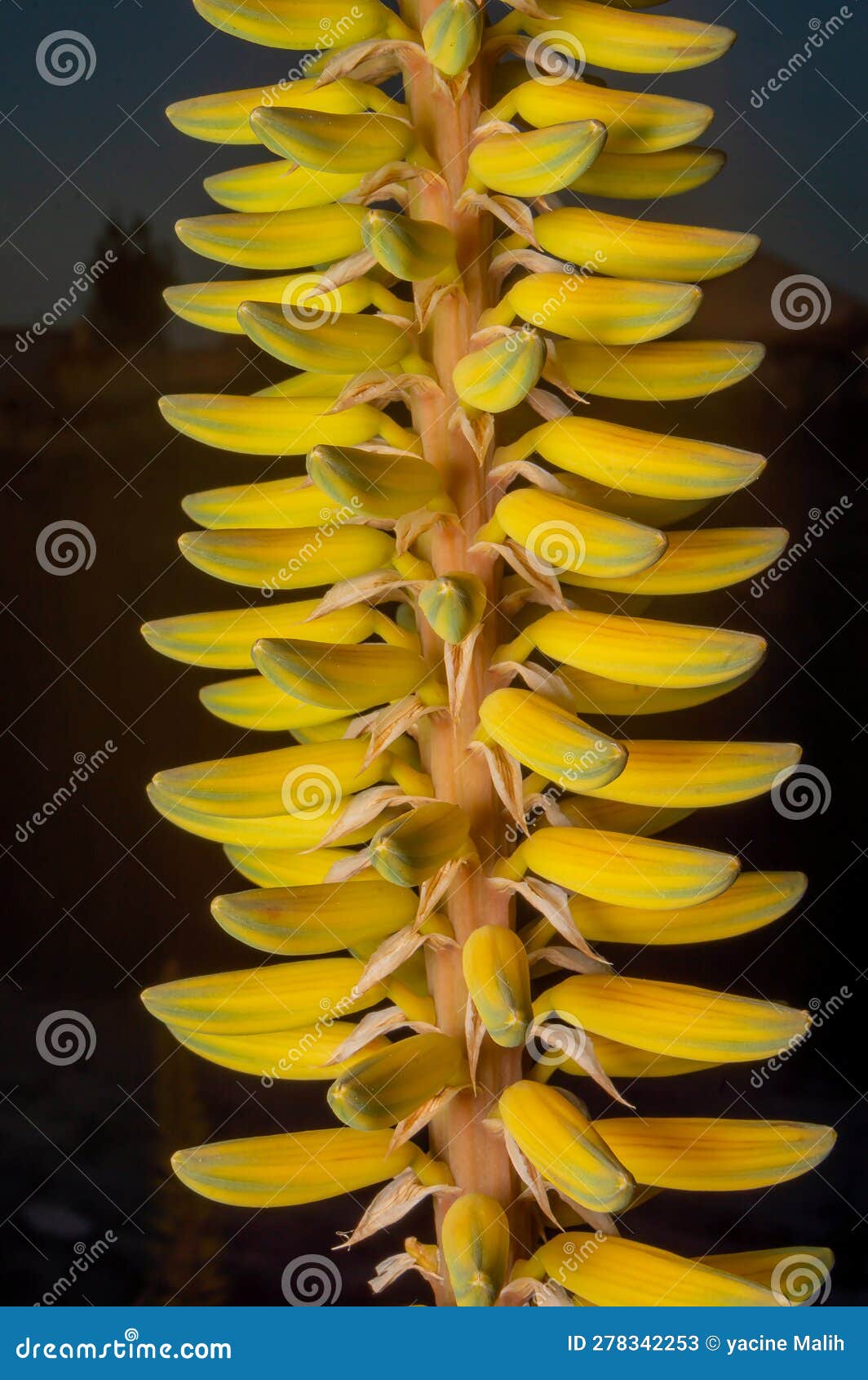 Aloe vera flower stock image. Image of nature, plant 278342253