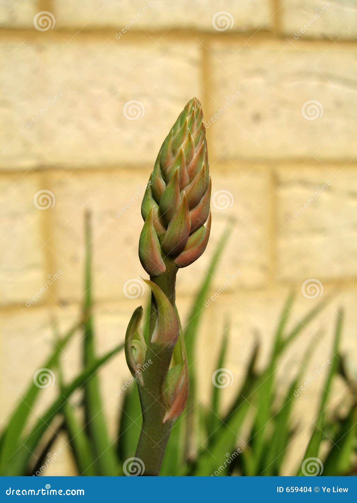 how audio from video extract alternative stock of Flower Image Aloe Bud photo. Vera how audio from video extract alternative stock of Flower Image Aloe Bud photo. Vera