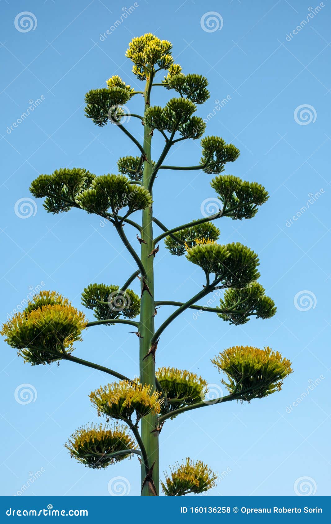 Aloe Vera Flower and Wild Vegetation Stock Photo - Image of exotic, nature:  160136258