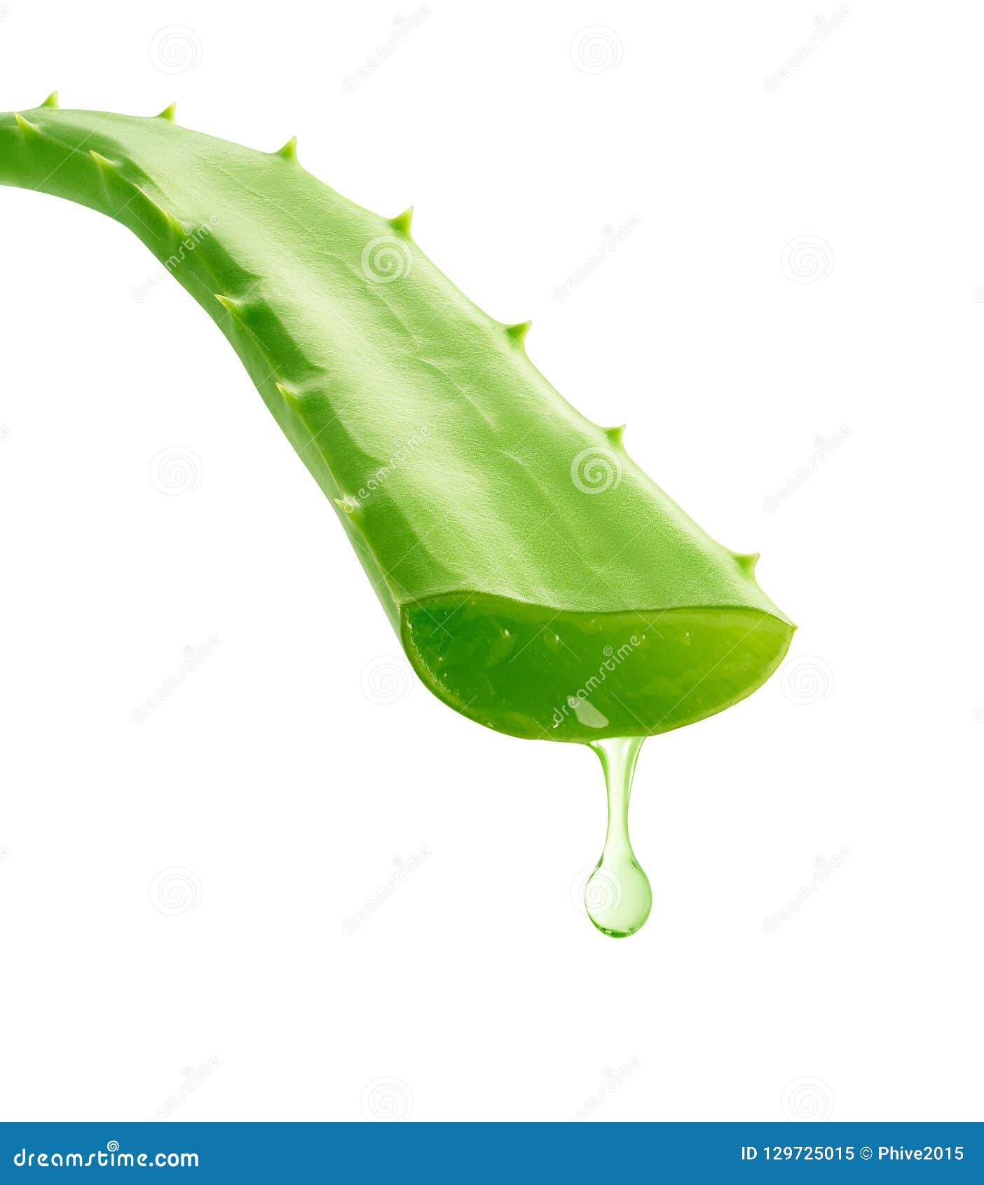 11 937 Aloe Vera Gel Photos Free Royalty Free Stock Photos From Dreamstime 11 937 Aloe Vera Gel Photos Free Royalty Free Stock Photos From Dreamstime