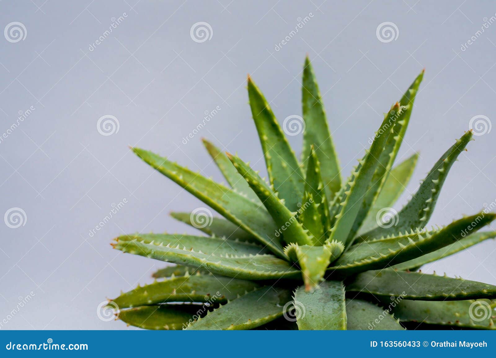 Aloe Vera Gel That Has Both Substances To Cure Scars And Used To