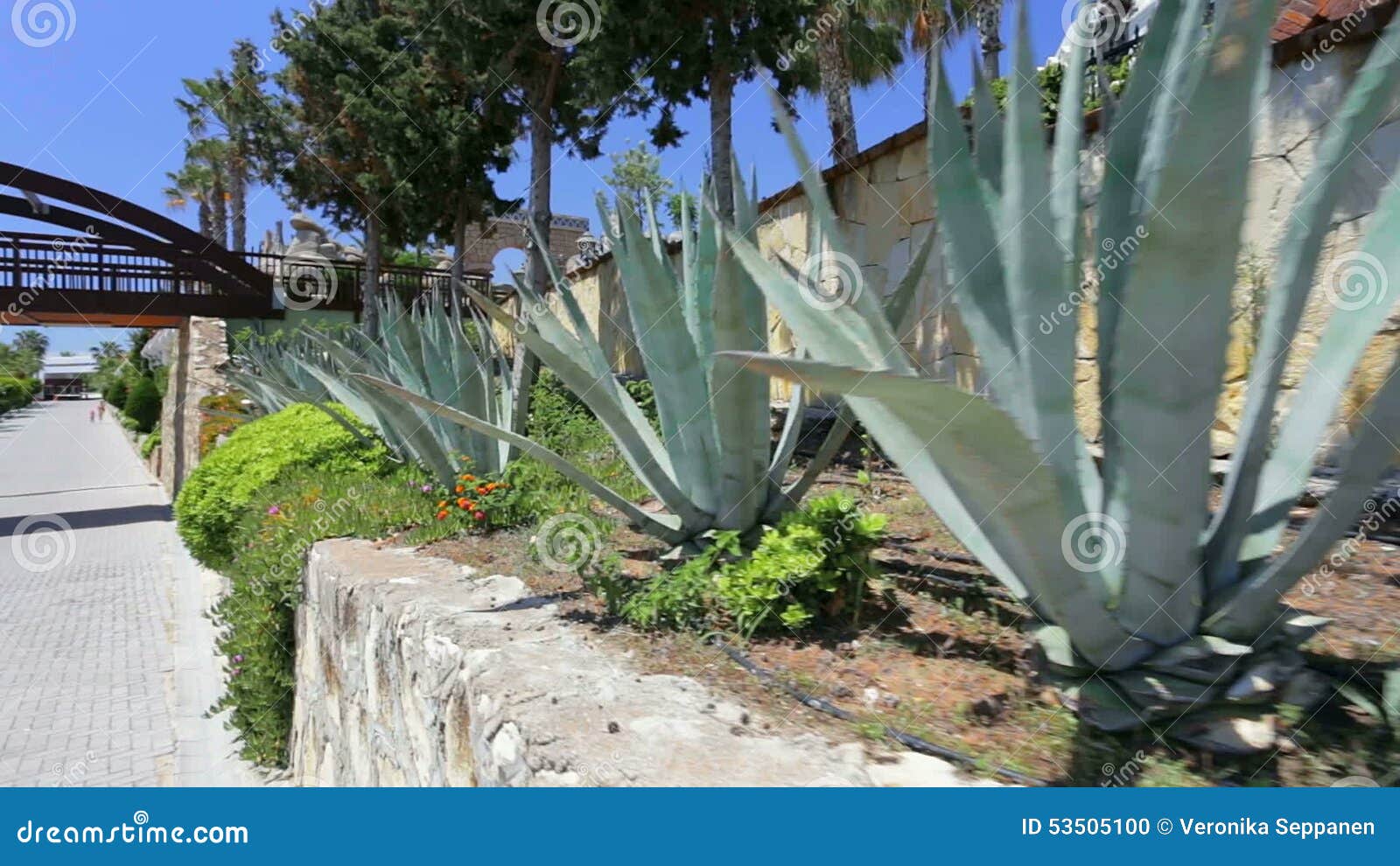 Aloe Vera Growing Outside Stock Footage Video Of Hill 53505100