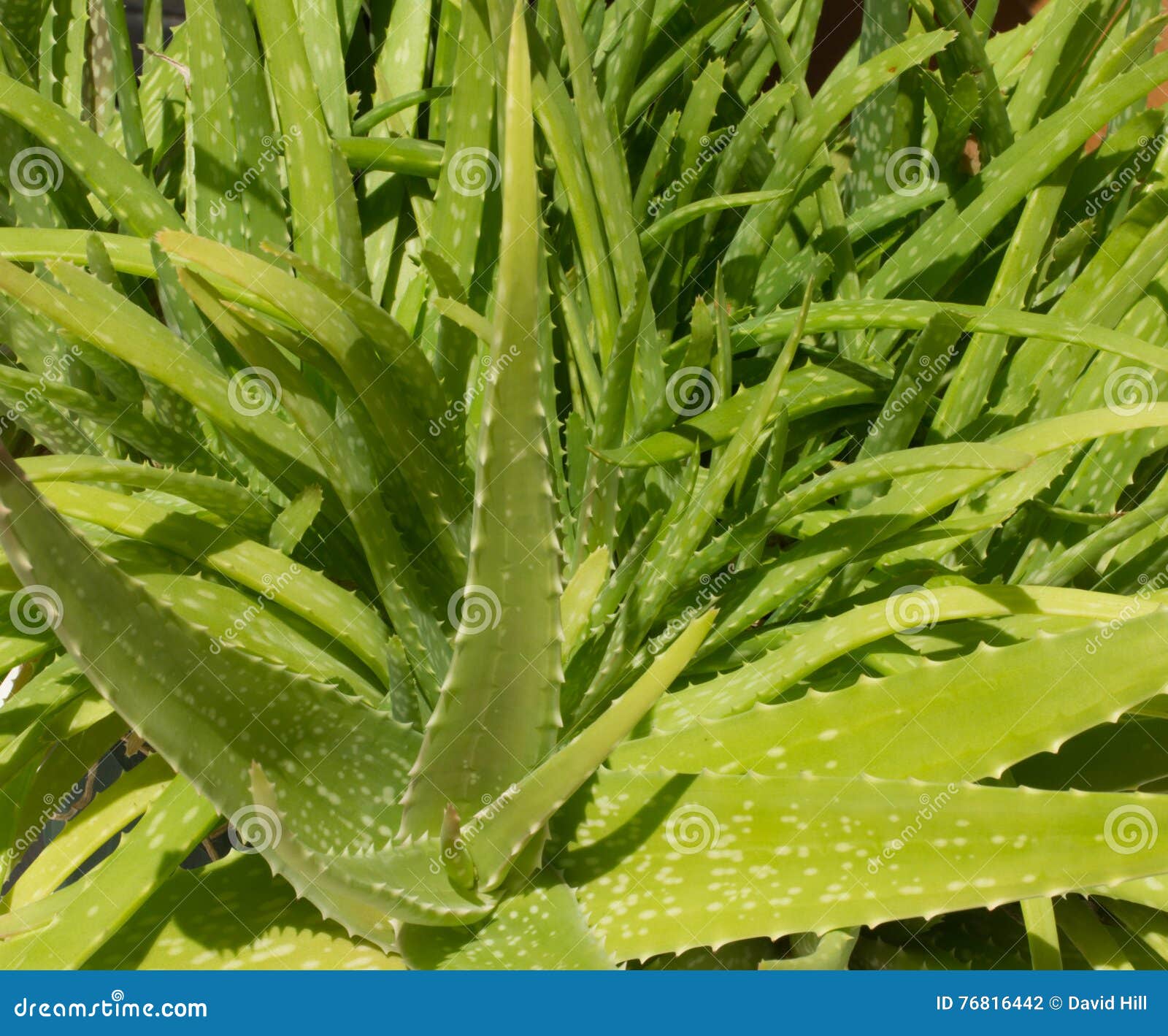 Aloe Vera stock photo. Image of gardening, healing, green 76816442