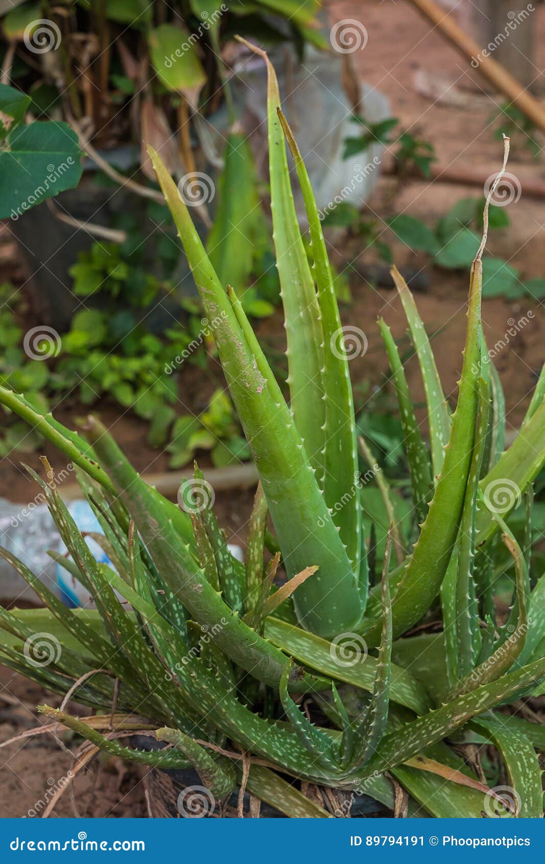 Aloe vera herb stock image. Image of fresh, green, plant 89794191