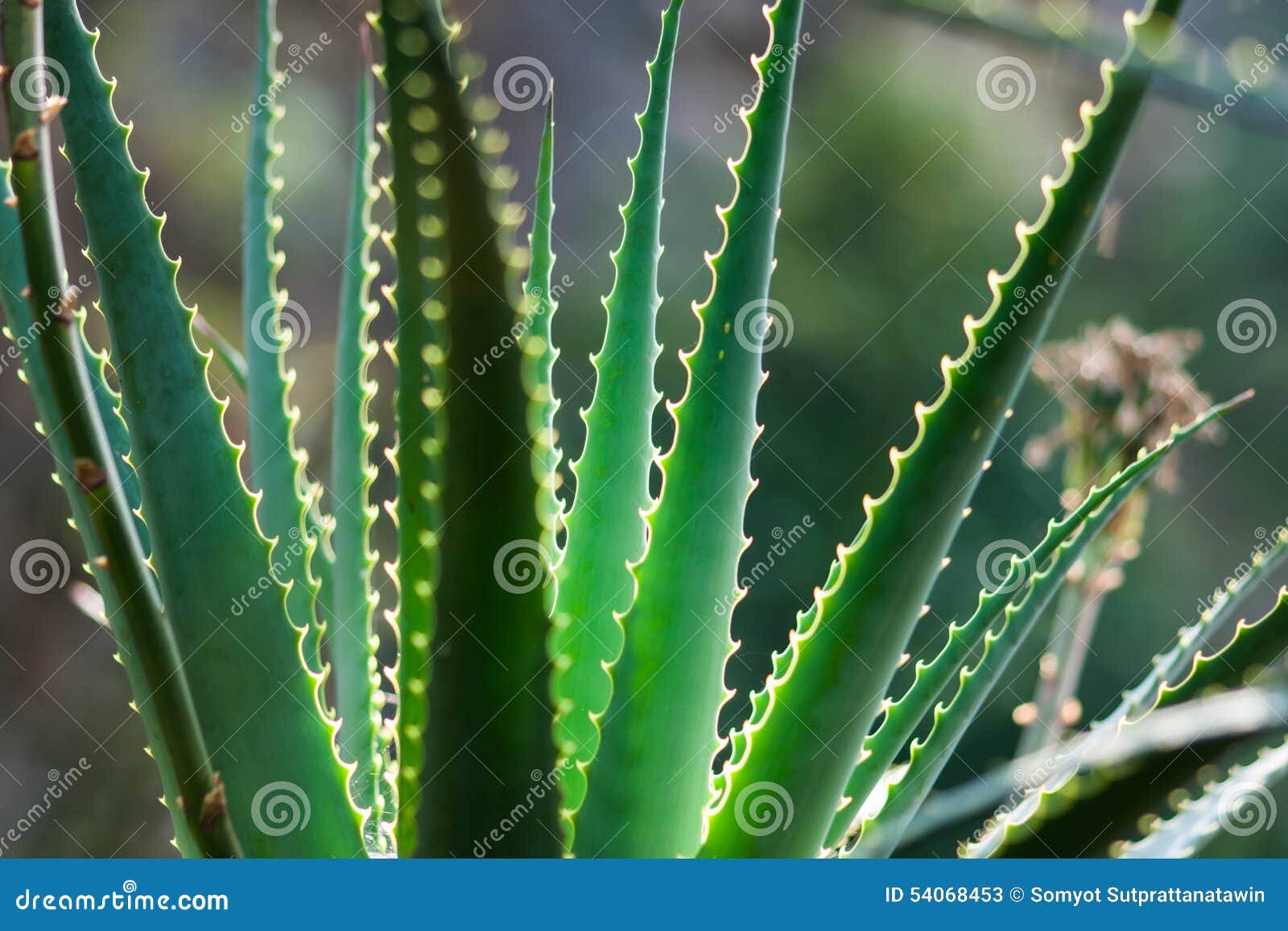 Aloe vera herb plant stock image. Image of arovela, garden 54068453