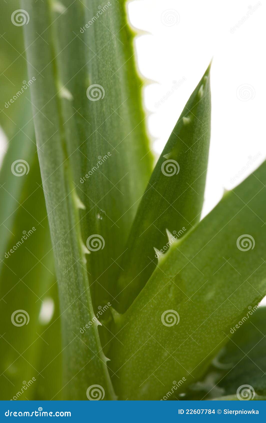 Aloe Vera Herbal Medicine Stock Photo Image of heal, agave 22607784