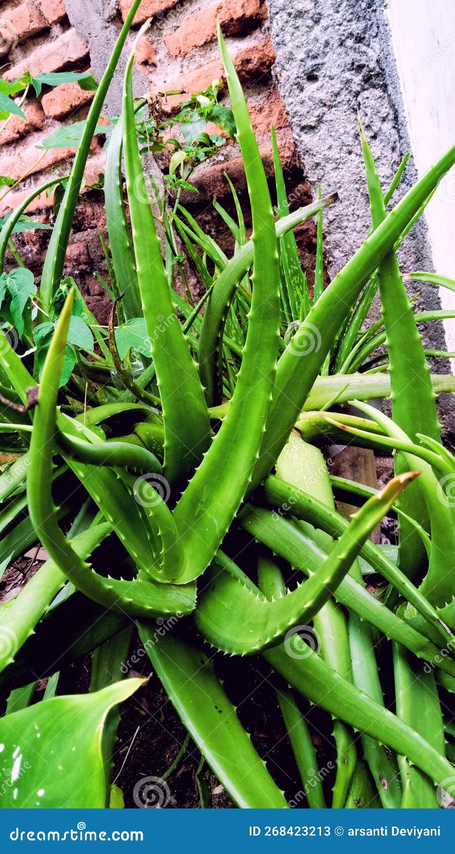 aloe vera with its exoticism and radiates its color