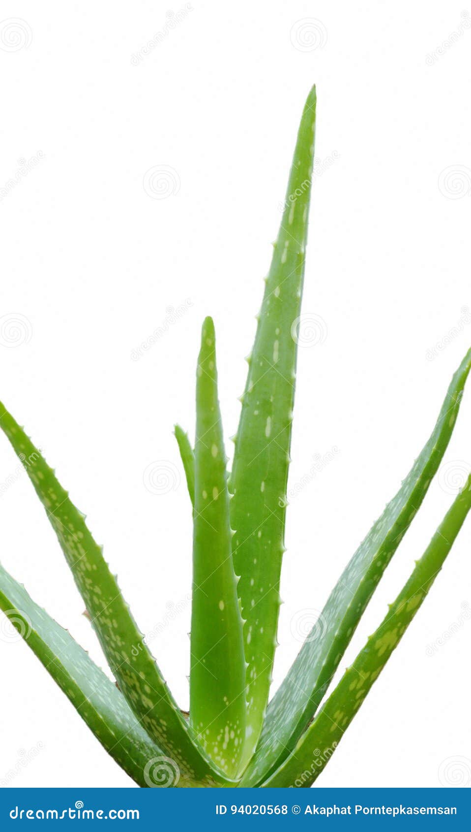 Aloe Vera Leaf Herb for Relieve Burn Wounds Isolated in White