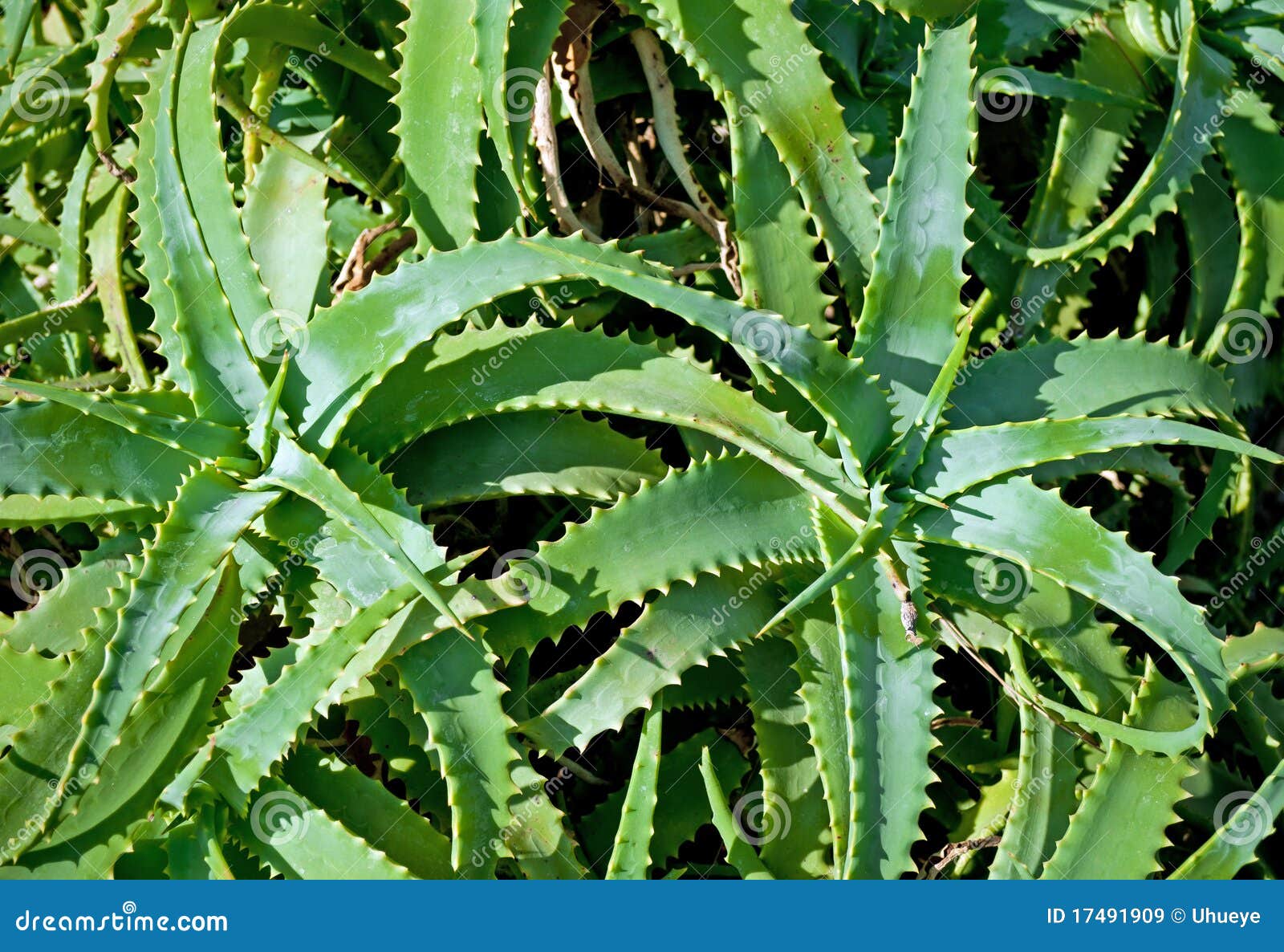 Aloe Vera in the Nature stock image. Image of bushy, medicinal 17491909