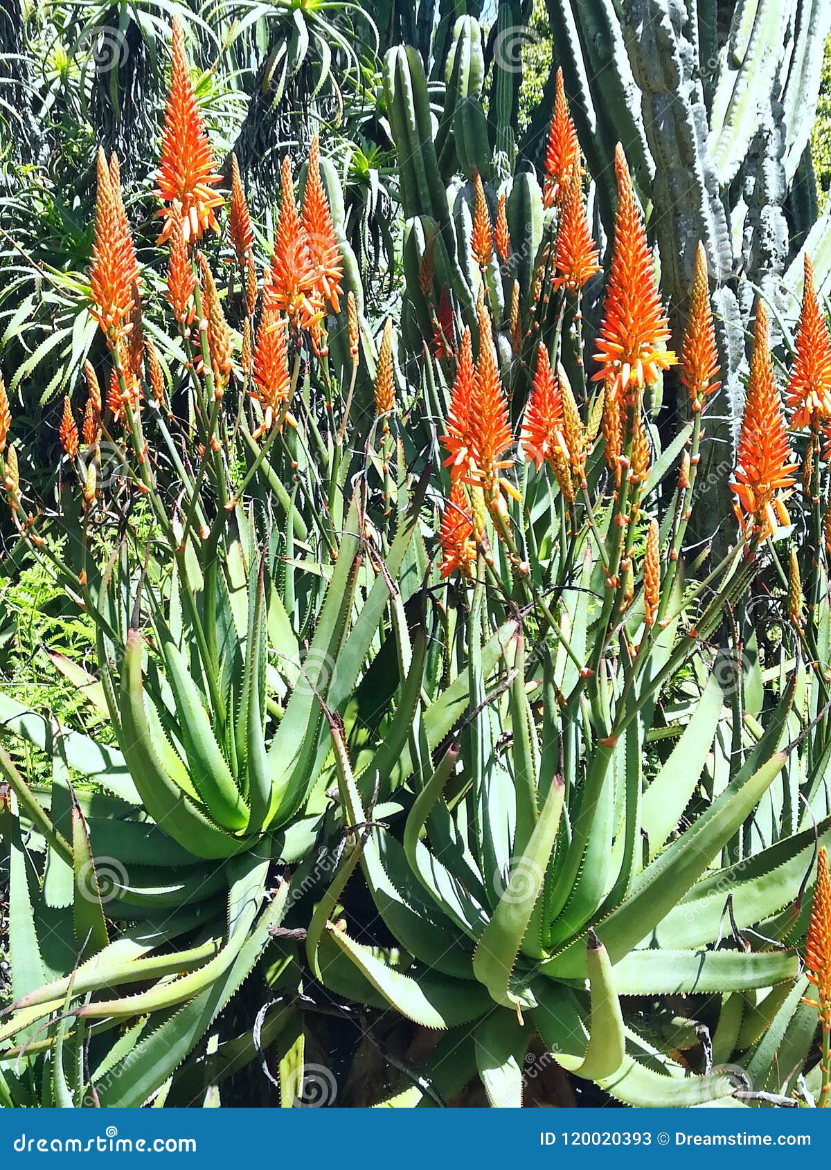 Aloe Vera with Orange Flower Stock Image - Image of vera, orange: 120020393