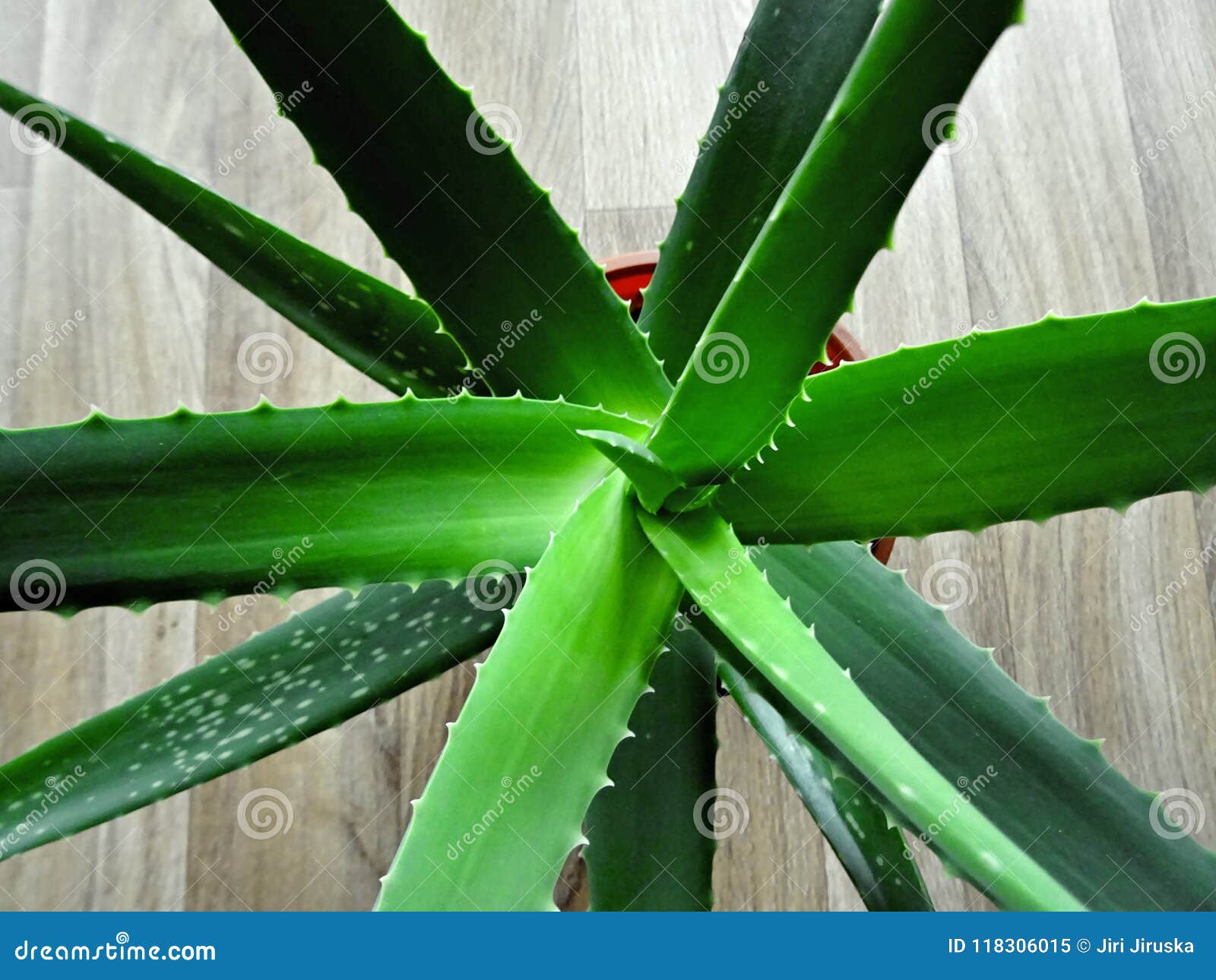 Aloe Vera Plant Stock Image Image Of House Makro Herb 118306015