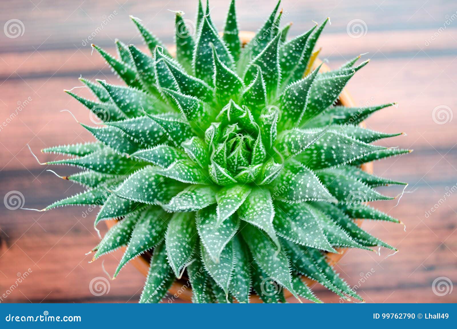 Aloe Vera Plant Stock Photo Image Of Plant Background 99762790