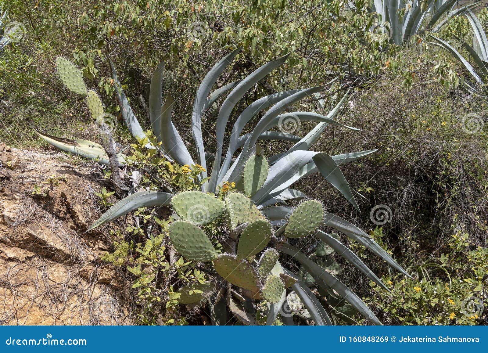 Aloe Vera Plant And Cactus In The Wild Jungles Natural Background