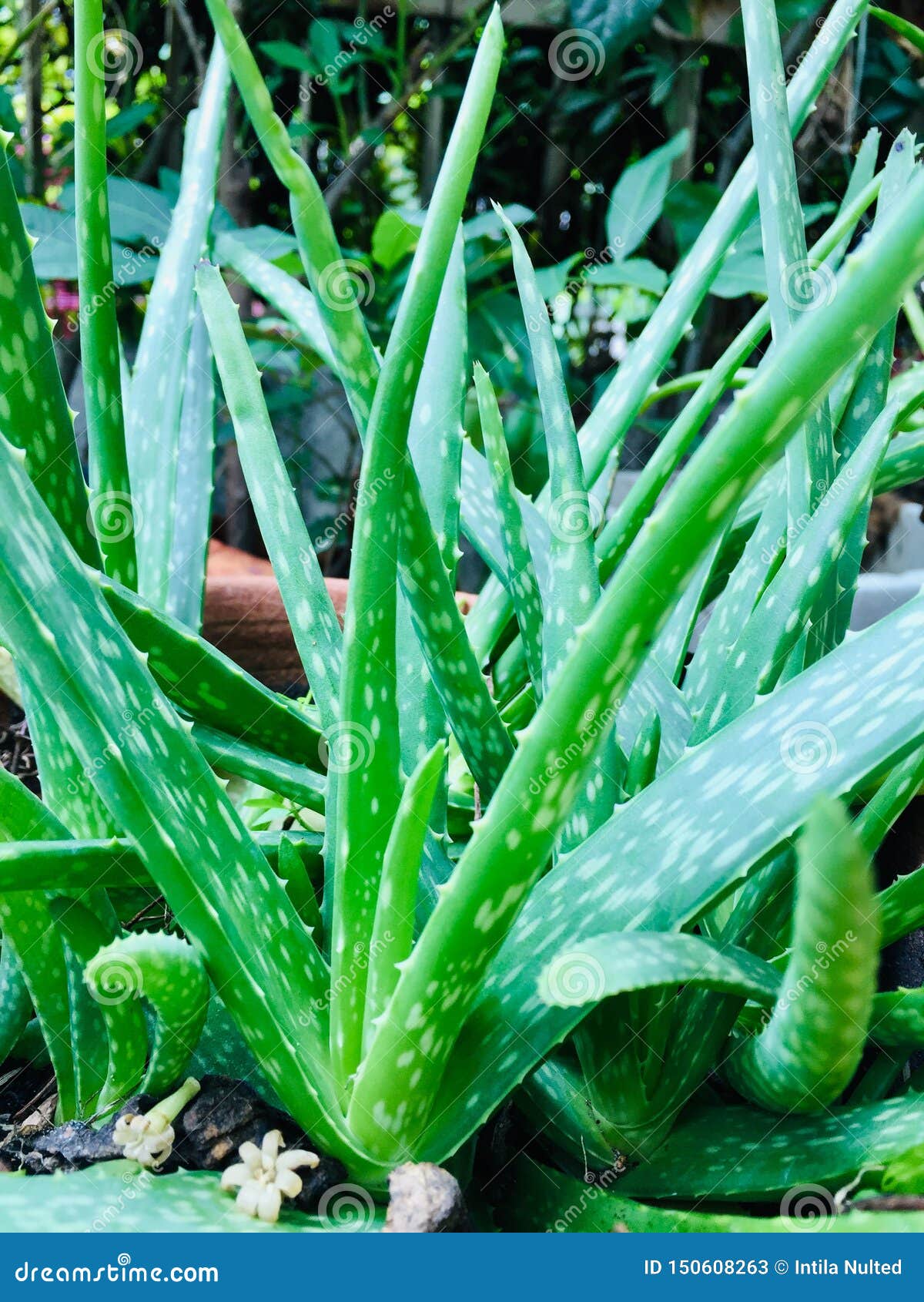 Aloe Vera Plant Extract Aloe Vera Leaves Stock Image Image of plant